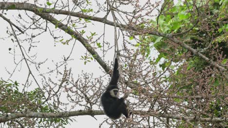 Hanging-as-it-goes-down-the-branch-reaching-for-some-fruits,-White-handed-Gibbon-Hylobates-lar-,-Thailand