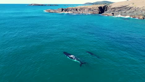 Aerial-drone-Southern-Right-Whale-spray-bay-ocean-calf-animal-mammal-sea-life-travel-tourism-rocky-headland-Crescent-Head-Kempsey-NSW-Australia-4K