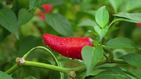 A-Smooth-Reveal-Shot-Of-A-Red-An-Unharvested-Jalapeno-Pepper-Among-Green-Leaves