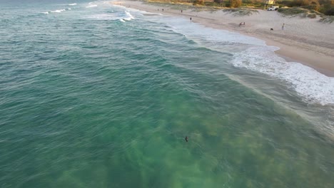 Baby-Seal-Lion-Swimming-Near-The-Spit-Main-Beach-In-Gold-Coast,-QLD-Australia