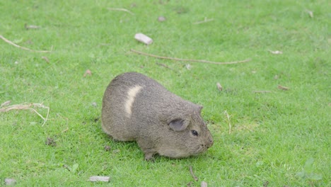 A-lone-Guinea-Pig-eating-grass-and-preening-itself