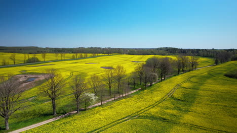 Aerial-top-view-of-yellow-growing-canola-field-in-nature-beside-small-country-roads-with-shelterbelts-in-spring---push-in