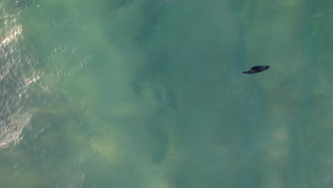 Vista-Aérea-De-Una-Cría-De-Foca-Nadando-En-El-Océano-Cerca-De-Gold-Coast,-Queensland,-Australia