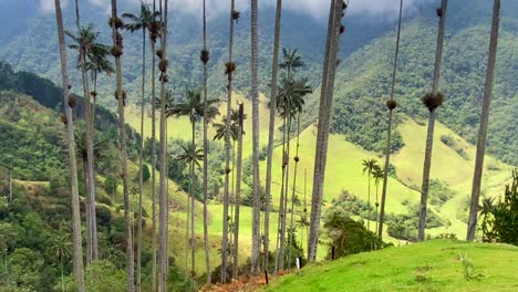 Man-chilling-and-resting-in-middle-of-Cocora-wax-palms-green-valley-trekking-in-Colombia