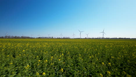 Low-Altitude-Flying-Over-Rape-Agriculture-Yellow-Farming-Flowers-in-Bloom,-Wind-Turbine-Farm-in-Background