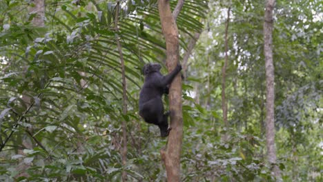 A-free,-wild-monkey-climbing-on-a-tree-in-the-jungle