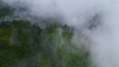 Foggy-Forest-trees-of-Nepal-covered-with-clouds-seen-by-Drone-aerial-Landscape