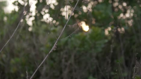 Wilder-Busch-Mit-Grünen-Blättern-Wächst-In-Einem-Wald,-Der-Bei-Sonnenuntergang-Von-Hellem-Sonnenlicht-Beleuchtet-Wird