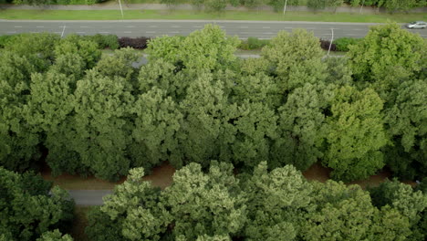 Beautiful-aerial-view-of-road-nestled-in-lush-green-trees-as-vehicles-commute