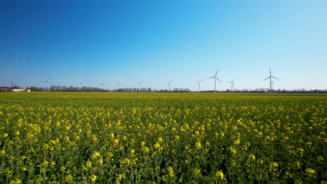 Yellow-Rapeseed-field-with-Working-Wind-Farm-Turbines-in-Background-Against-Blue-Clear-Sky-in-German-Countryside---aerial-low-altitude-backwards-flying-revealing