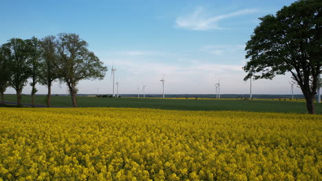 Aerial-Low-Agle-View-Landscape-Blooming-Yellow-Rapeseed-Fields-in-USA-Countryside-with-Array-of-Wind-Turbine-Generators-Rorating-in-Background,-Car-Travels-Though-Rural-Country
