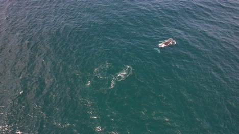 Luftaufnahme-Des-Buckelwals,-Der-über-Dem-Blauen,-Tiefen-Ozean-Schwimmt-Und-Auftaucht