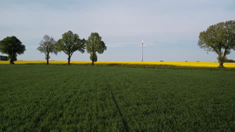 Grün-Wachsender-Weizen-Und-Gelb-Blühende-Rapsfelder-An-Einem-Sonnigen-Frühlingstag-In-Der-Polnischen-Landschaft---Luftaufnahme,-Vorwärtsbewegung