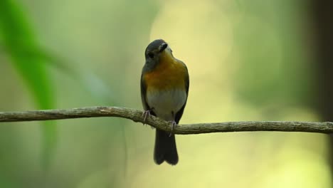 Tilting-its-head-looking-towards-the-camera-and-then-flies-down-to-take-its-food,-Hill-Blue-flycatcher-Cyornis-whitei,-Thailand