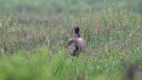 A-ring-necked-pheasant-in-the-wet-morning-grass-in-a-field