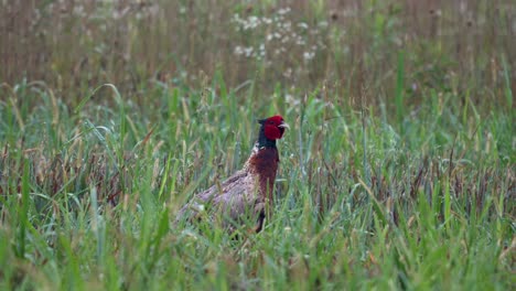 A-ring-necked-pheasant-in-the-wet-morning-grass-in-a-field