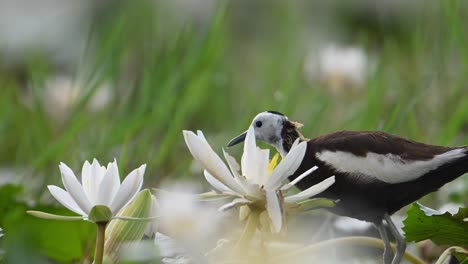 Pheasant-tailed-Jacana-with-water-lily-Flowers