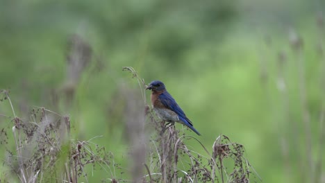 A-blue-bird-with-an-insect-in-its-beaks-sitting-on-a-dead-plant-in-a-field
