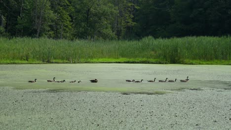 A-row-of-Canadian-geese-swimming-in-an-algae-covered-pond