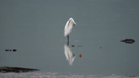 An-egret-standing-in-the-shallow-water-of-a-lake-and-preening-its-feathers