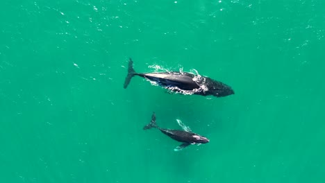 Drone-aerial-Southern-Right-Whale-and-baby-calf-marine-mammal-sea-life-travel-tourism-bay-Kempsey-Crescent-Head-NSW-Australia-4K