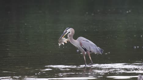 A-great-blue-heron-swallowing-a-carp-fish-whole-in-the-early-morning-light