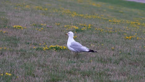 A-seagull-standing-in-a-yard-with-patches-of-yellow-flowers-in-a-park-beside-Lake-Erie