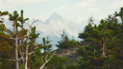 A-closeup-view-of-pine-trees-and-the-mountains-of-Jasper-National-Park-in-the-background,-on-a-clear-blue-sunny-day