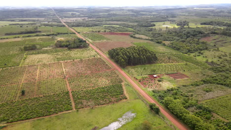 Imagen-De-Un-Dron-Que-Captura-Las-Vastas-Y-Exuberantes-Plantaciones-De-Yerba-Mate,-Un-Cultivo-Por-Excelencia-De-América-Del-Sur.