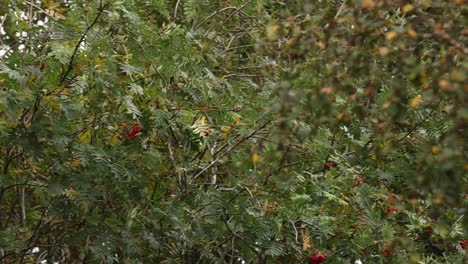Slow-panning-shot-showing-bunches-of-small-red-berries-hanging-on-a-tree