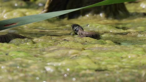 Tracking-shot-of-European-Grass-Snake-moving-in-swamp-during-sunny-day,-close-up