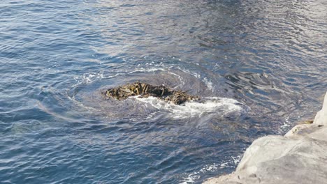 Waves-breaking-over-kelp-and-rocks
