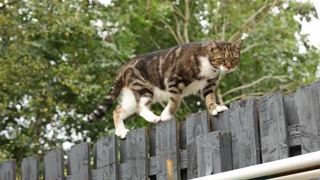 Tracking-shot-of-a-brown-cat-walking-along-the-top-of-a-wooden-fence