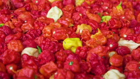 Carolina-Reaper-Red-Chili-Pepper-in-industrial-quantities