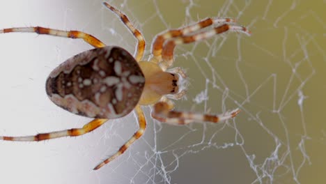 Macro-shot-of-orange-colored-Araneus-Spider-in-web-net-during-sunny-day