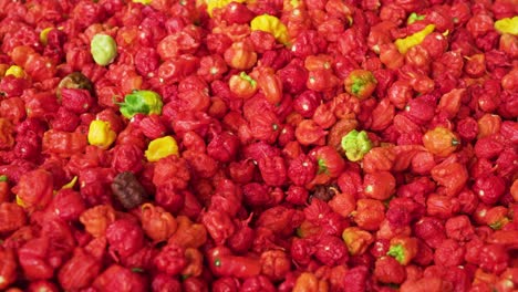 Carolina-Reaper-Red-Chili-Pepper-in-industrial-quantities