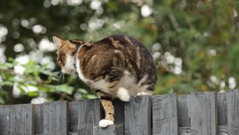 Close-up-shot-of-a-cat-sitting-and-looking-around-on-a-wooden-fence-for-food