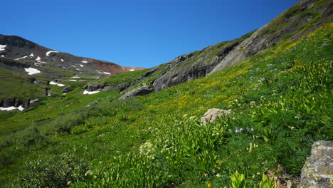 Cinematic-heavenly-paradise-Ice-Lake-Basin-Trail-Alpine-wilderness-Columbine-purple-state-wildflowers-stunning-Colorado-Silverton-Telluride-Rocky-Mountain-range-snow-summer-beautiful-pan-left-motion