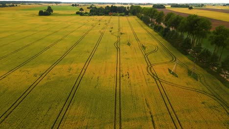 drone-shot-of-green-farmland-of-wheat-with-tractor-tracks-in-the-early-summer