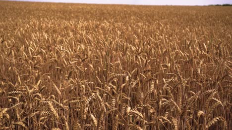 Beautiful-shot-of-wheat-farmland-with-blue-sky-in-the-background,-ears-of-wheat-swaying-from-the-gentle-wind,-sliding-shot