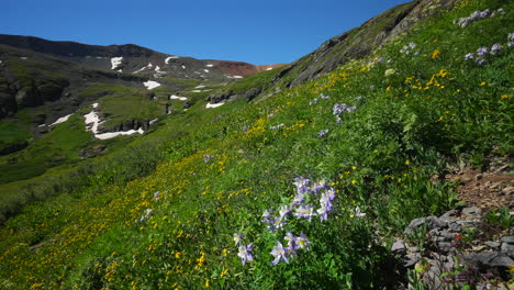 Luftbild,-Filmisch,-Columbine-State,-Gelbe-Wildblumen,-Colorado-Eis,-Seebecken,-Weg,-Silverton-Telluride,-Alpine-Tundra,-Atemberaubende-Bergkette,-Schnee,-Hochsommer,-Tagsüber,-Schöne-Langsame-Schwenkbewegung,-Breite-Bewegung-Nach-Links