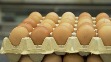Mass-production-of-egg-cartons