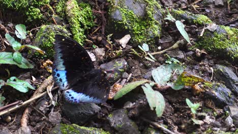 Schmetterling-Mit-Blauen-Flügelspitzen-Auf-Schwarzen-Flügeln,-Der-über-Den-Boden-An-Den-Heißen-Quellen-Von-Sabah-Läuft