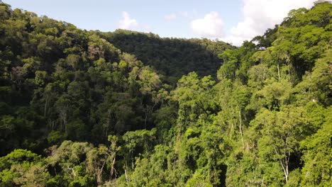 Tropenwald-In-Südamerika