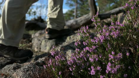 Hiker-in-wilderness-forest-passing-by-violet-flower-and-fallen-tree