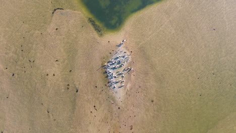 Drone-aerial-bird's-eye-view-pelican-bird-on-sand-bar-island-The-Entrance-channel-inlet-river-system-NSW-travel-tourism-Central-Coast-Australia-4K