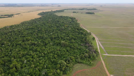 Luftaufnahme-Des-Einheimischen-Dschungels,-Der-Durch-Eine-Rinderfarm-Und-Ein-Grünes-Aufforstungsfeld-Geteilt-Ist-Und-Das-Zusammenleben-Von-Natur-Und-Nachhaltigen-Praktiken-Veranschaulicht