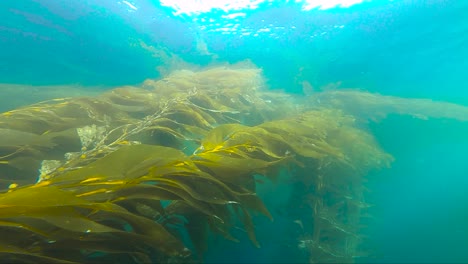 Crystal-clear-view-of-kelp-stringers-in-La-Jolla