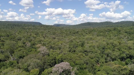 Tropical-jungle-in-Misiones,-Argentina