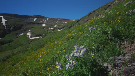 Luftaufnahme-Filmisch-Columbine-State-Gelbe-Wildblumen-Colorado-Eis-Seebecken-Weg-Silverton-Telluride-Alpine-Tundra-Atemberaubende-Bergkette-Schnee-Hochsommer-Tagsüber-Schöne-Langsame-Schwenkbewegung-Nach-Links